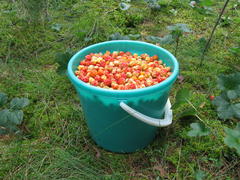 Ведро с ягодами морошки в лесу