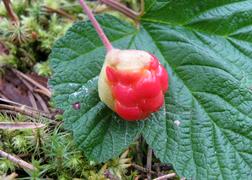 Морошка красная