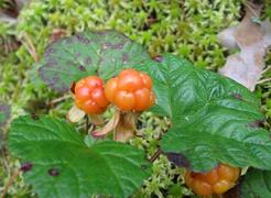 Морошка спелая