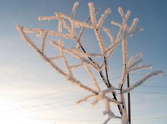 Иней на ветке