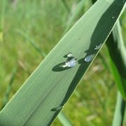 Капли росы на стебле травы