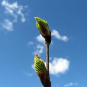 Зеленые почки на ветке