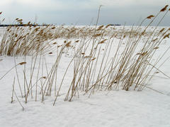 Ладога весной