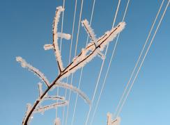 Нота Мороза. Ветка в инее на фоне линии электропередач