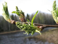 Зеленая ветка на фоне реки в лесу