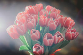 Тюльпаны